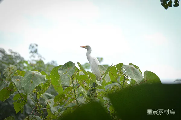 高清摄影 白鹭栖息在绿叶间