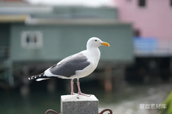 高清摄影 港湾中的海鸥