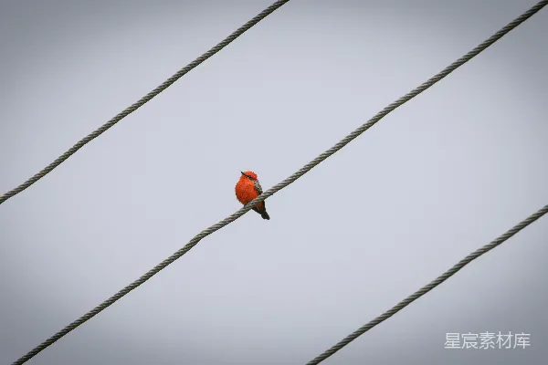 高清摄影 电线上的红鸟