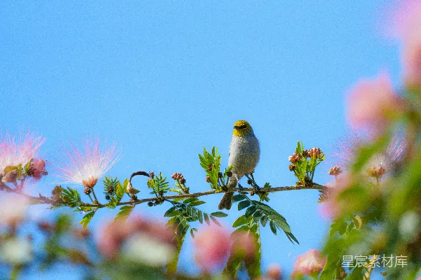 高清摄影 鸟儿与粉花