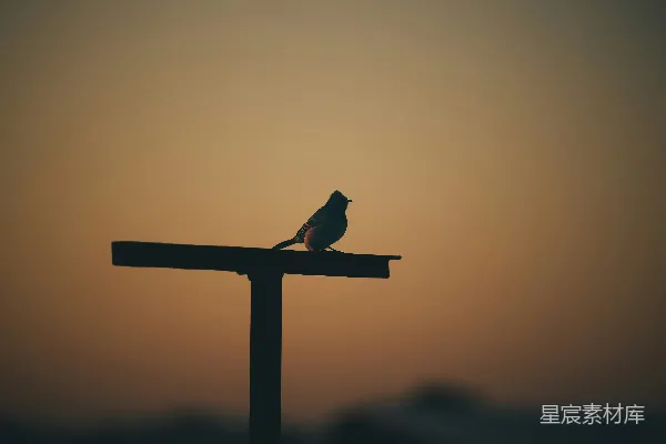 高清摄影 黄昏时的鸟儿剪影
