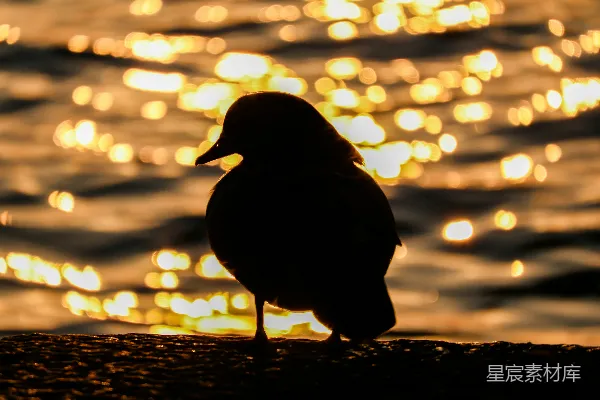 高清摄影 夕阳下的孤独鸟影