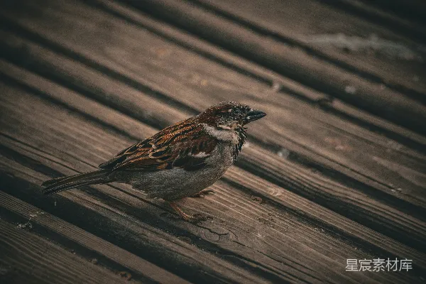 高清摄影 晨光中的麻雀