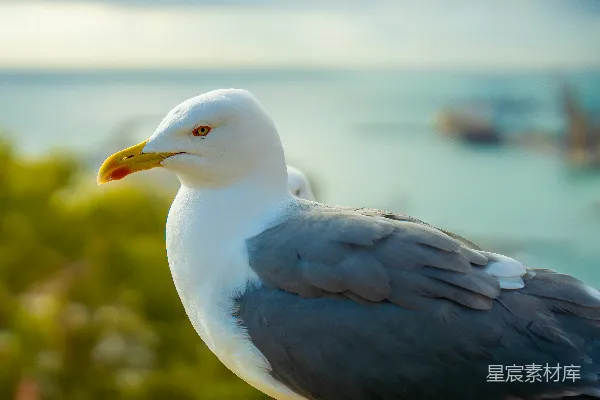高清摄影 海鸥的静谧时光