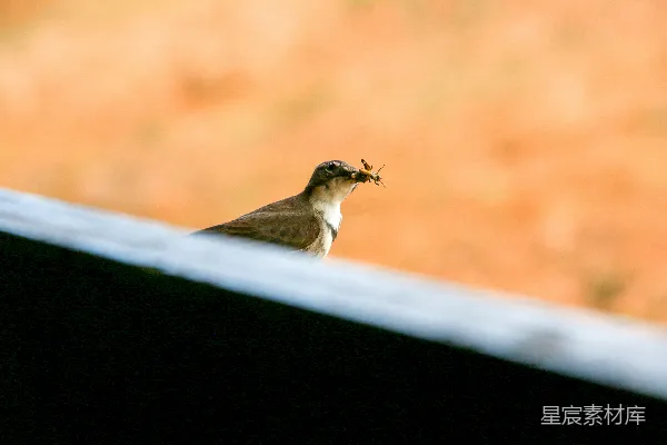 高清摄影 鸟儿觅食