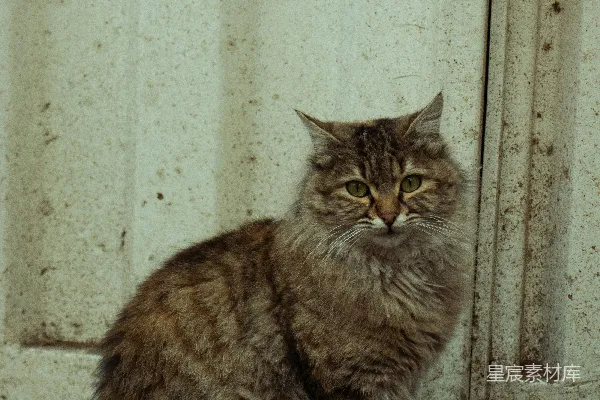 高清摄影 街头猫的凝视