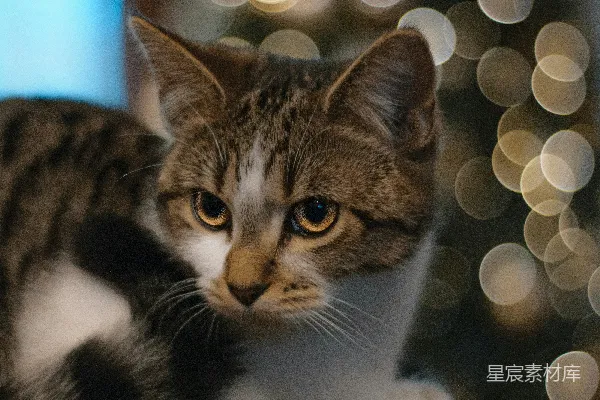高清摄影 猫咪与光斑
