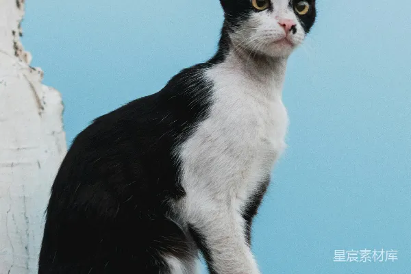 高清摄影 黑白相间的猫咪坐在墙边