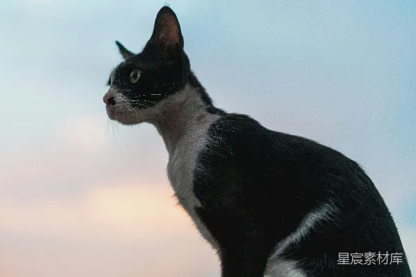 高清摄影 黑白色猫的剪影