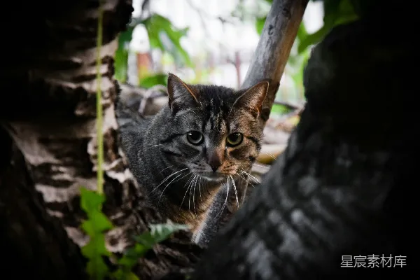 高清摄影 树上的猫咪