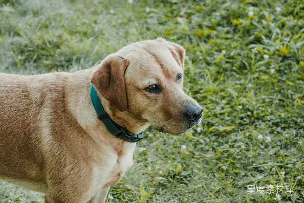 高清摄影 户外散步的金毛犬