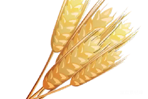 元素素材 小麦