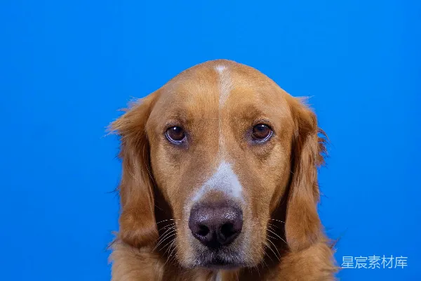 高清摄影 金毛犬的蓝色背景肖像