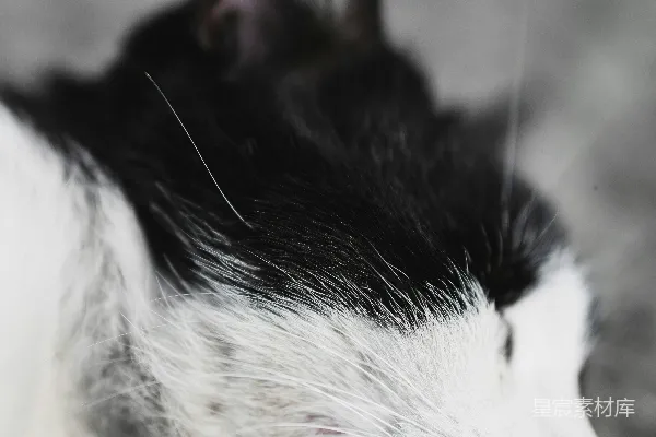 高清摄影 黑白小猫的特写