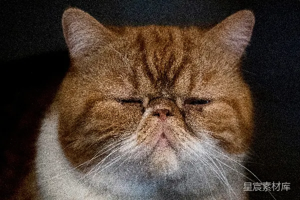 高清摄影 慵懒的波斯猫
