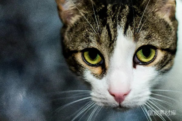 高清摄影 猫的眼睛特写