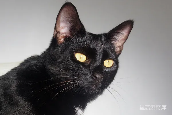 高清摄影 神秘的黑猫