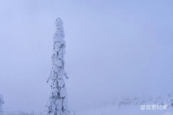 高清摄影 雪覆盖的冬日雾景中的树木