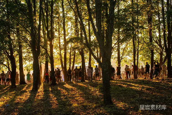 高清摄影 夕阳下的树林聚会