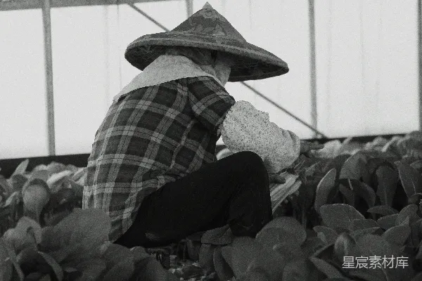 高清摄影 戴着斗笠的农妇