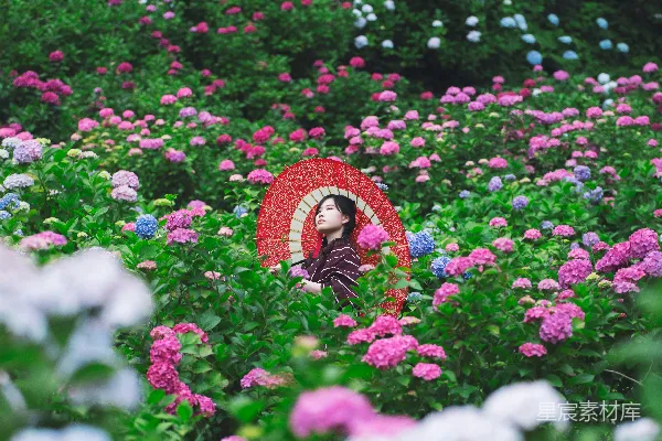 高清摄影 花海中的红伞