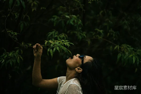 高清摄影 森林中的自然探索