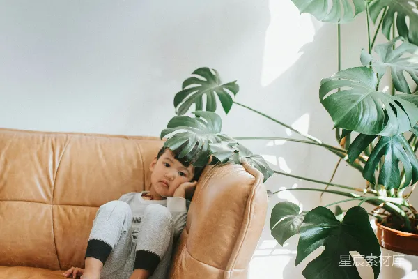 高清摄影 阳光下的沙发上，孩子与植物的宁静时光