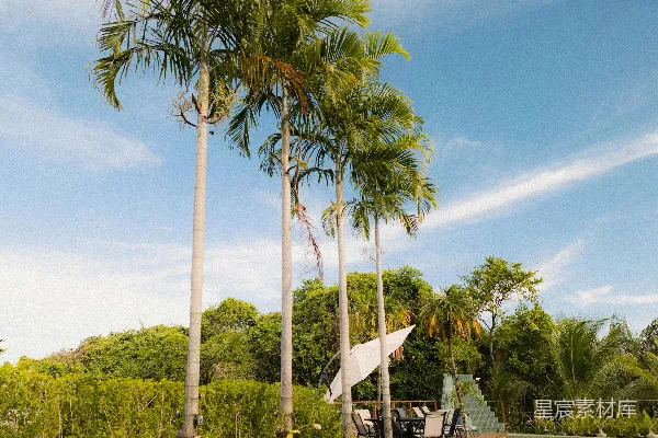 高清摄影 热带花园与棕榈树