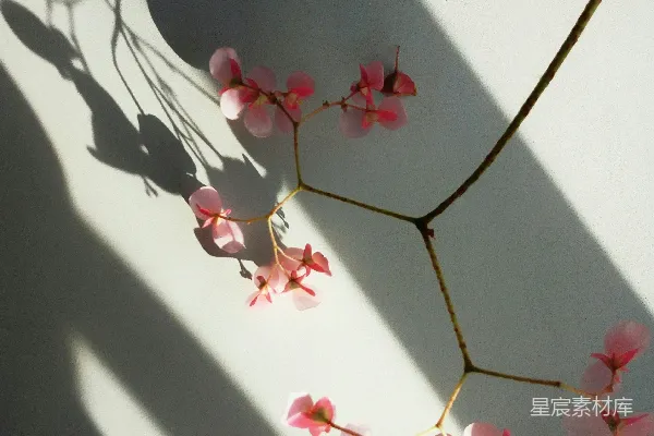 高清摄影 光影中的粉色花朵