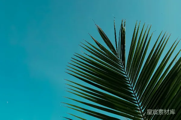 高清摄影 椰子树与蓝天