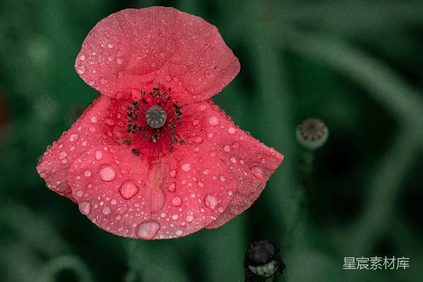 高清摄影 雨后罂粟花