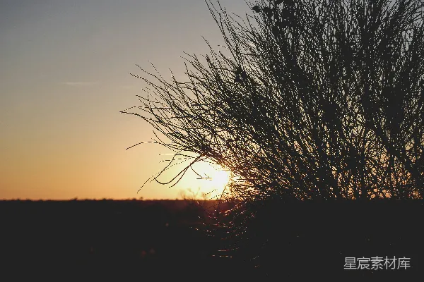 高清摄影 夕阳下的芦苇