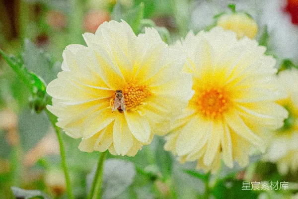 高清摄影 蜜蜂与黄色花朵