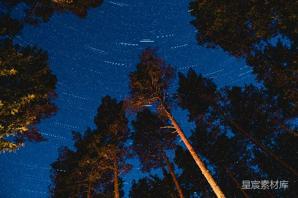 高清摄影 夜空下的松树林