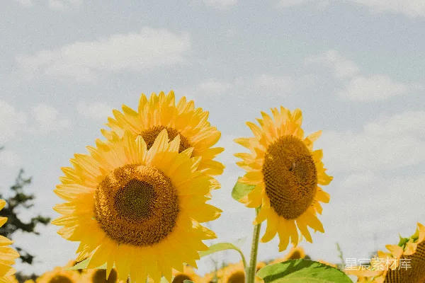 高清摄影 阳光下的向日葵