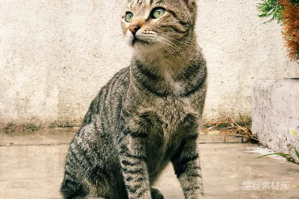 高清摄影 凝视的猫