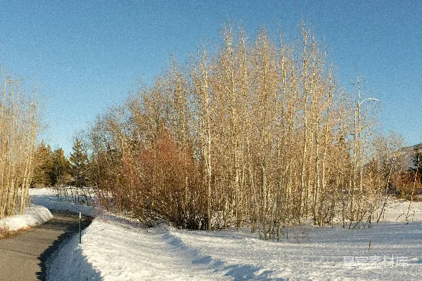 高清摄影 冬日雪地中的道路