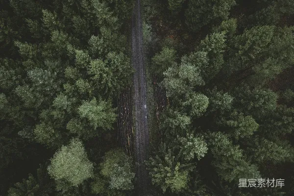 高清摄影 森林中的小路