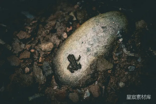 高清摄影 岩石上的小青蛙