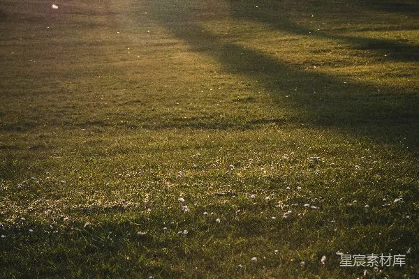 高清摄影 夕阳下的草地