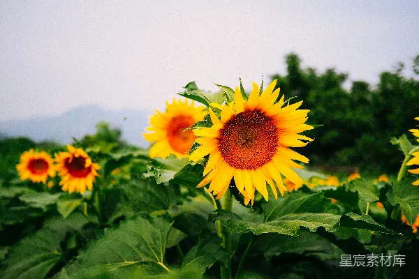 高清摄影 向日葵的田野
