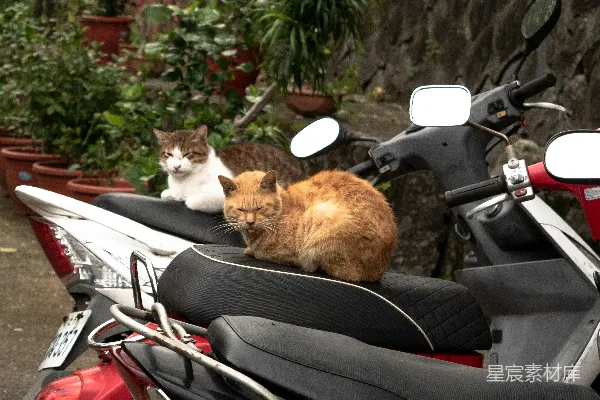 高清摄影 猫与摩托车