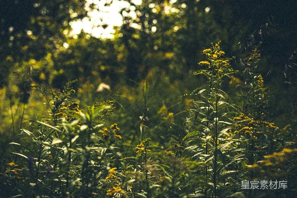 高清摄影 阳光洒下的森林