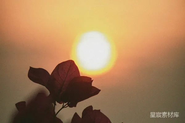 高清摄影 夕阳下的红叶剪影