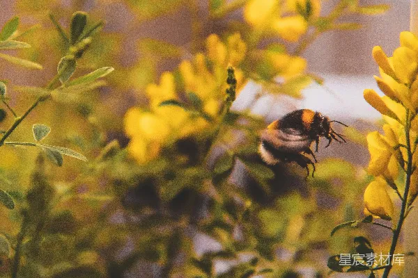 高清摄影 蜜蜂与金黄色的花
