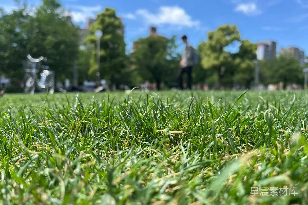高清摄影 城市公园的绿草与人影