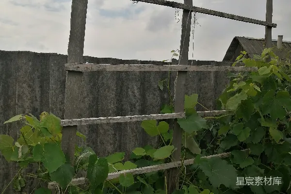 高清摄影 乡村的木质葡萄架