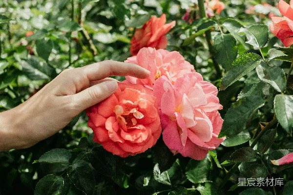 高清摄影 手触玫瑰花园
