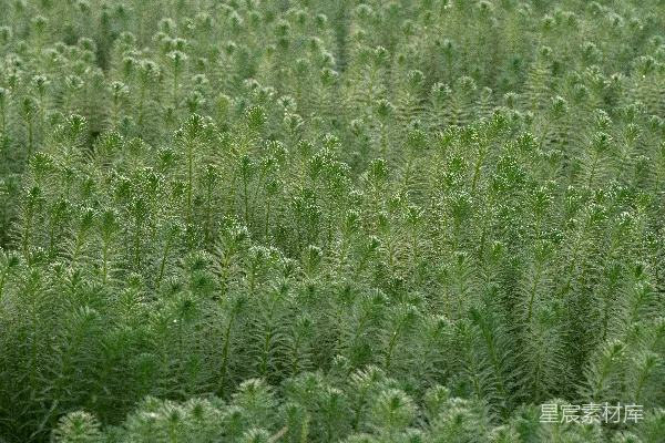 高清摄影 晨露中的水生植物