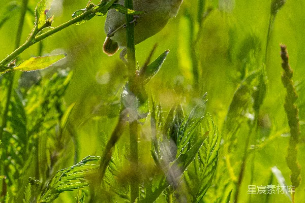 高清摄影 翠鸟在绿意盎然的草地中